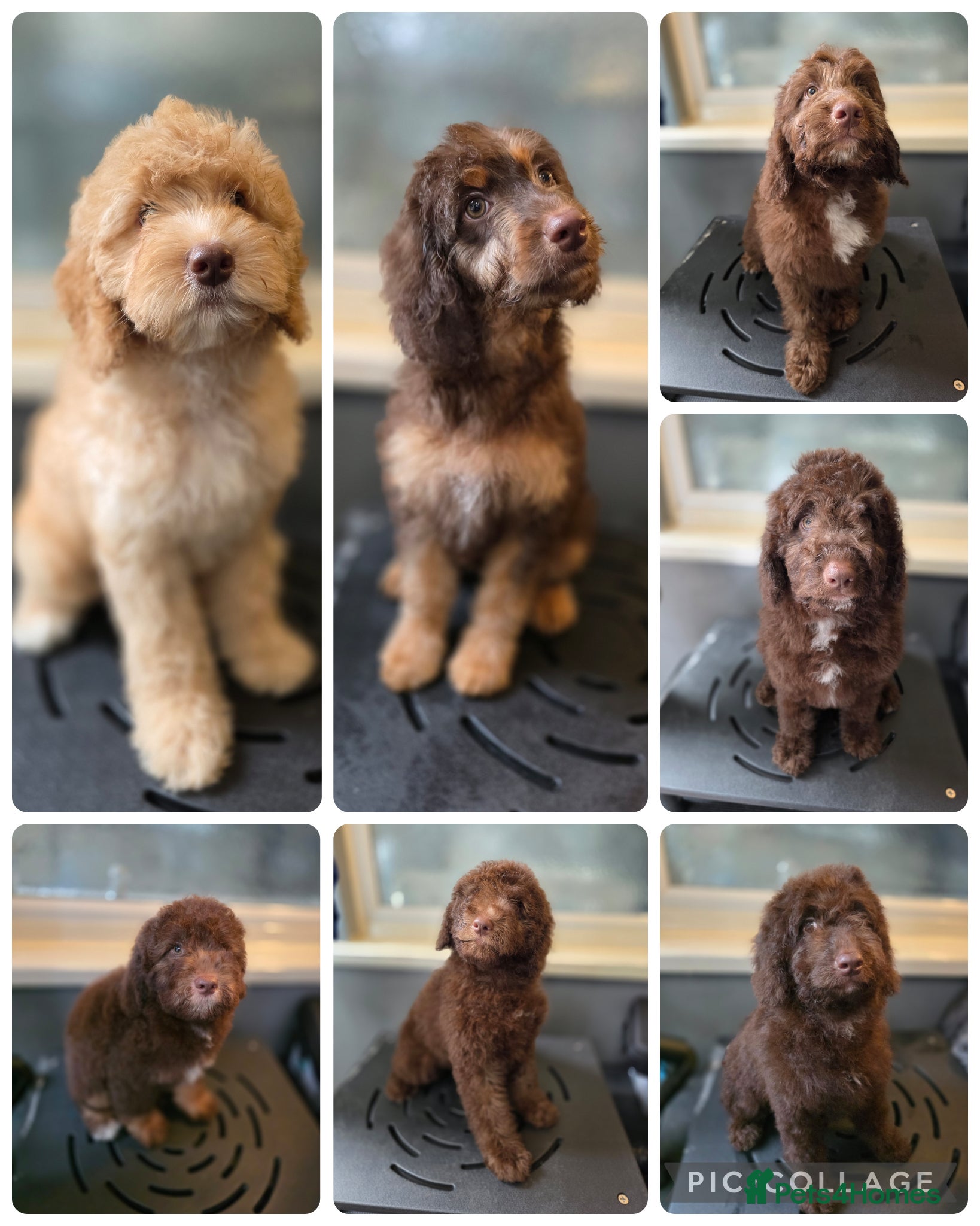Australian Labradoodle dogs Gorgeous miniature labradoodle babies - Advert 13