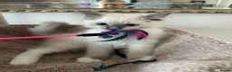 Ragdoll cats for sale: GCCF registered Ragdoll kittens 🐈  - Advert 9