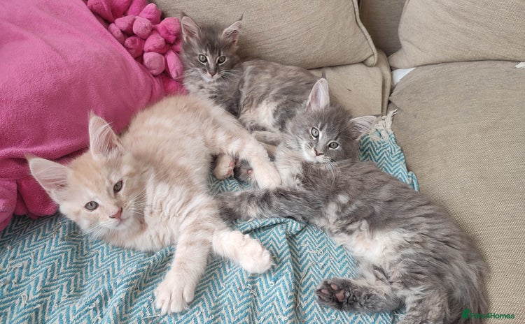 Maine Coon cats - Advert 1