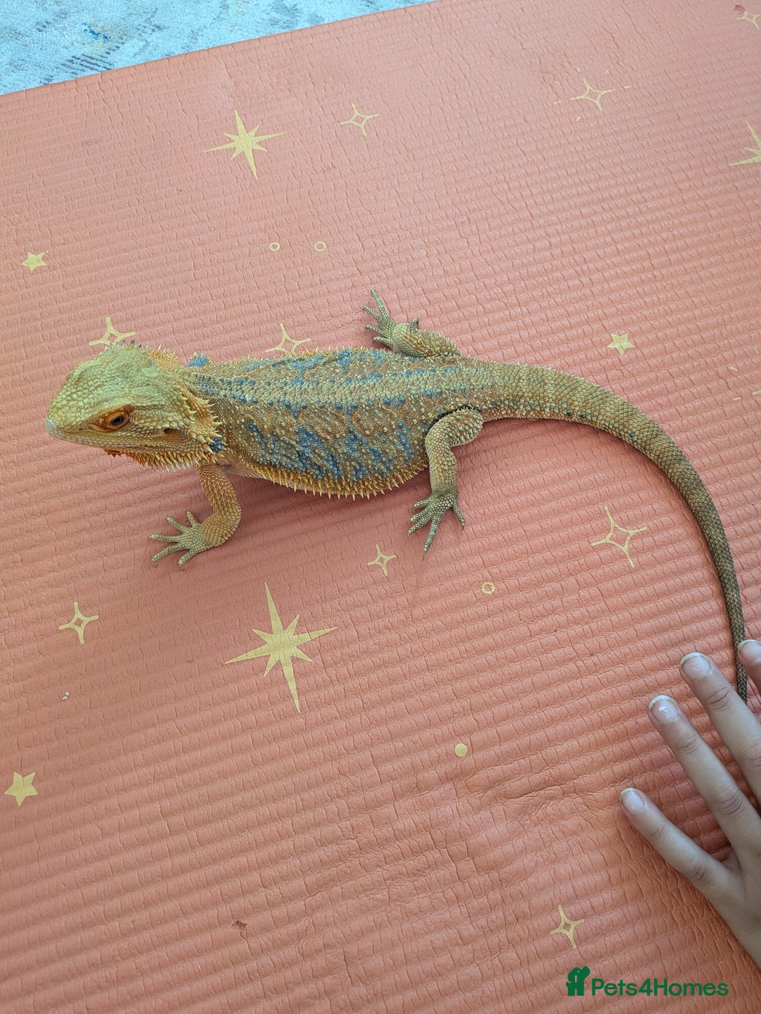 Bearded Dragon reptiles for sale: Beardie  - Advert 6