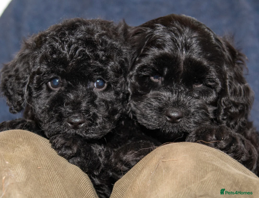 Cavapoo dogs for sale: F1B Cavapoo - 2 puppies left  - Advert 11