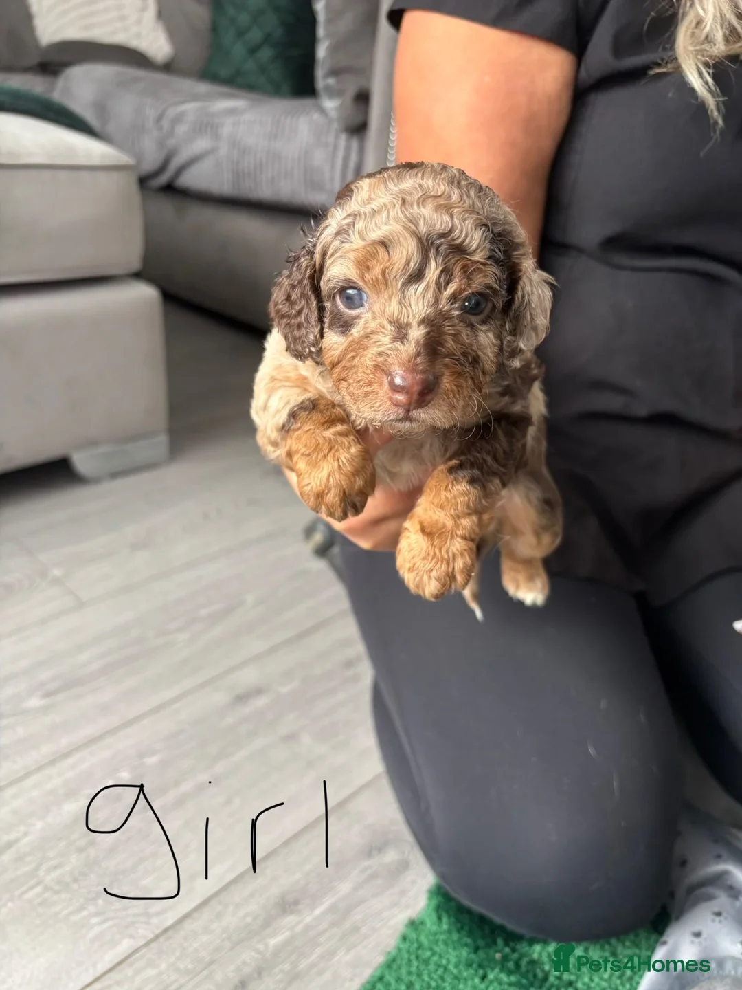 Cockapoo dogs for sale: F1B cockapoos  - Advert 1