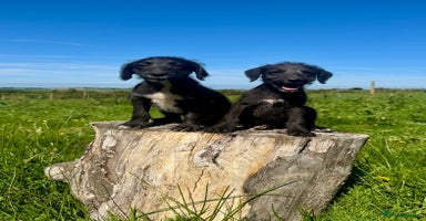 Mixed Breed dogs - Advert 11