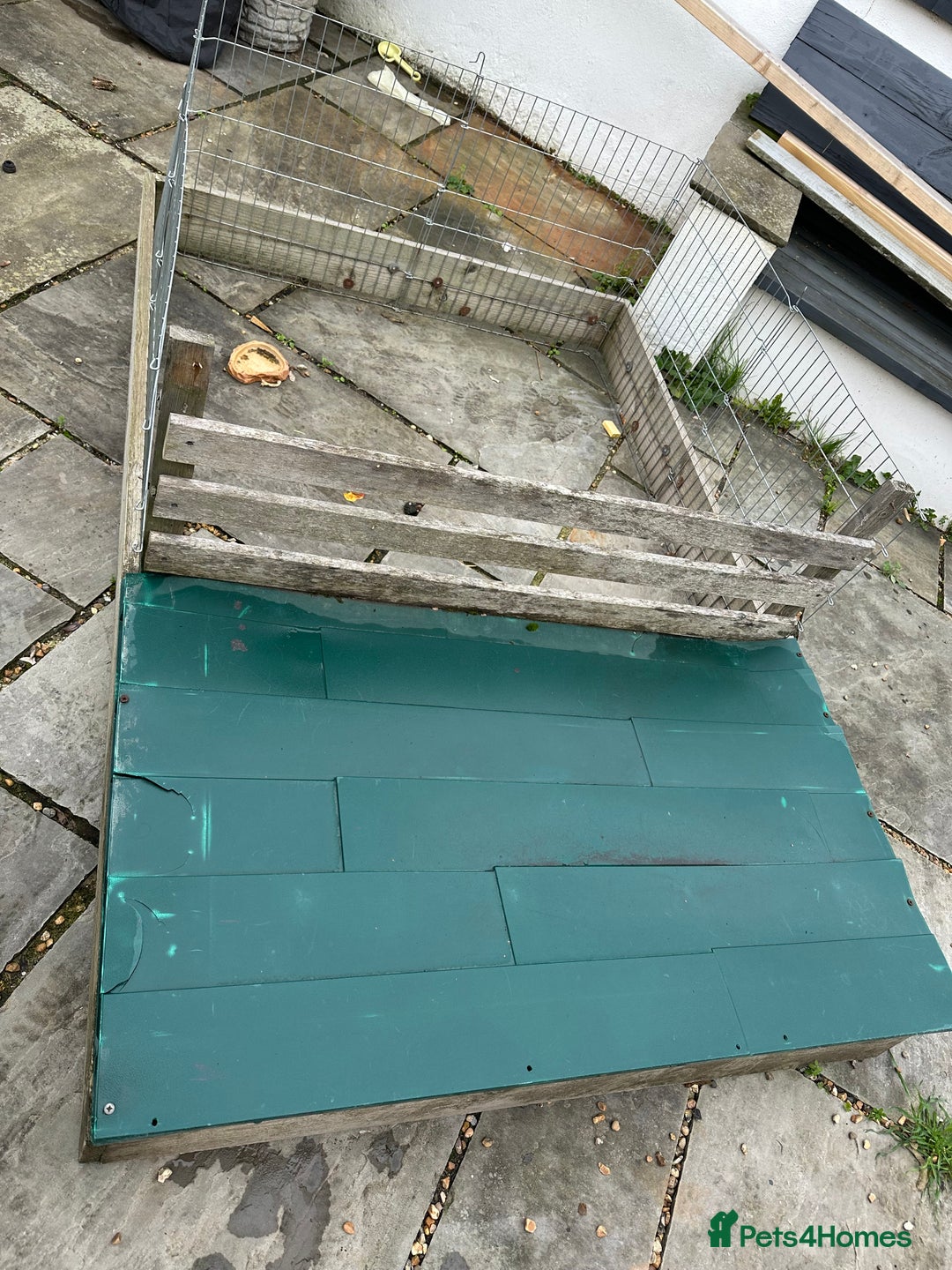 Tortoise reptiles for sale: Two Friendly Female Spur- thighed tortoises.  - Advert 6