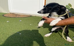 Mixed Breed dogs for adoption: Meet LUNA, a Lovely Puppy Girl - for a Loving Home - Image 37