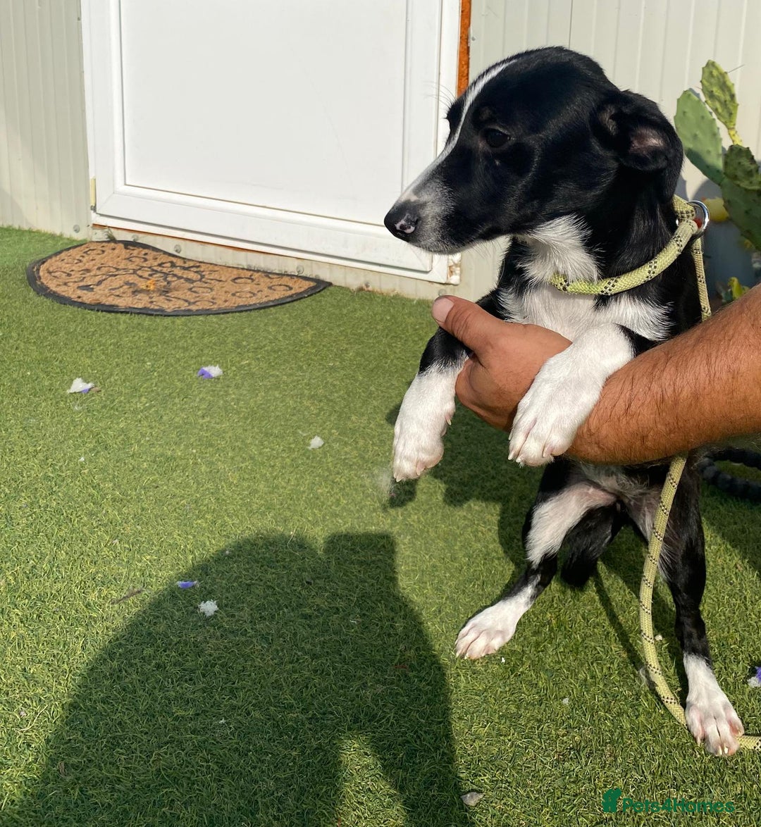 Mixed Breed dogs for adoption: Meet LUNA, a Lovely Puppy Girl - for a Loving Home - Image 37