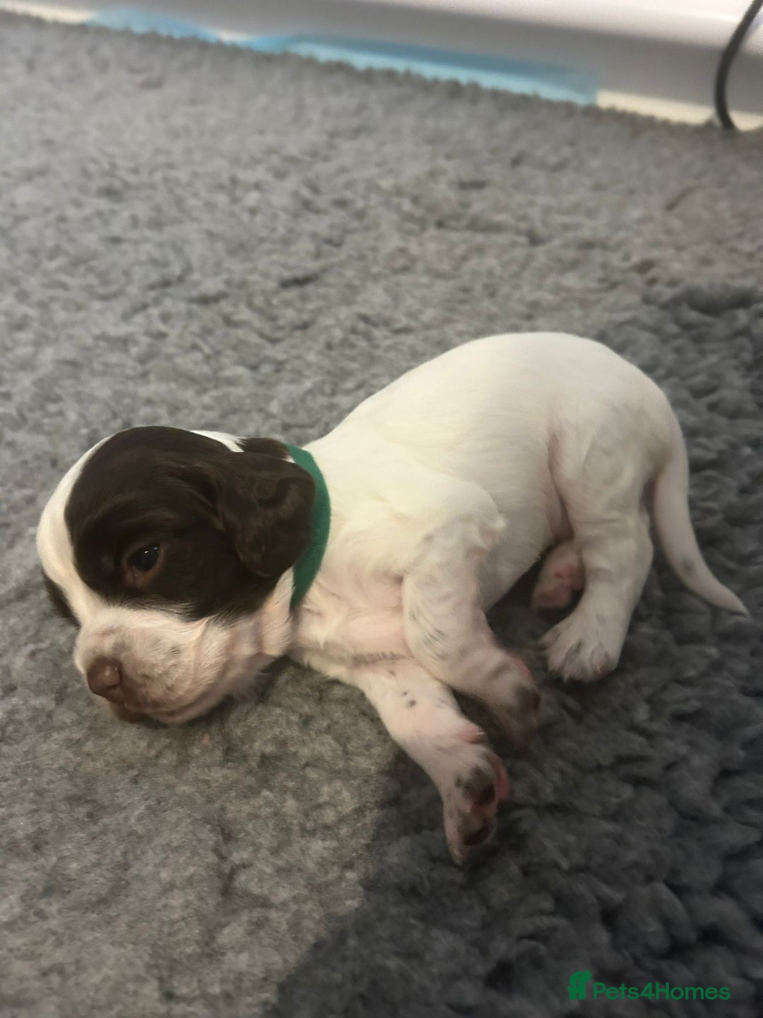 English Springer Spaniel dogs for sale: Adorable Springer Spaniel Puppies - Image 21