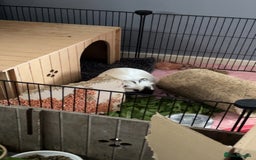 Guinea Pig rodents for sale: Bonded pair of guinea pigs  - Image 8