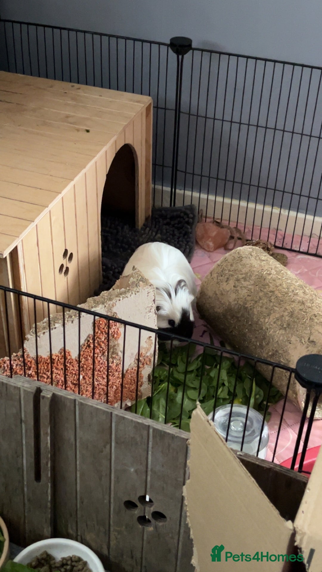 Guinea Pig rodents for sale: Bonded pair of guinea pigs  - Image 8