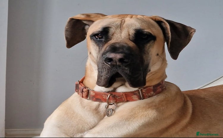 Great Dane dogs for stud in Preston - Advert 1