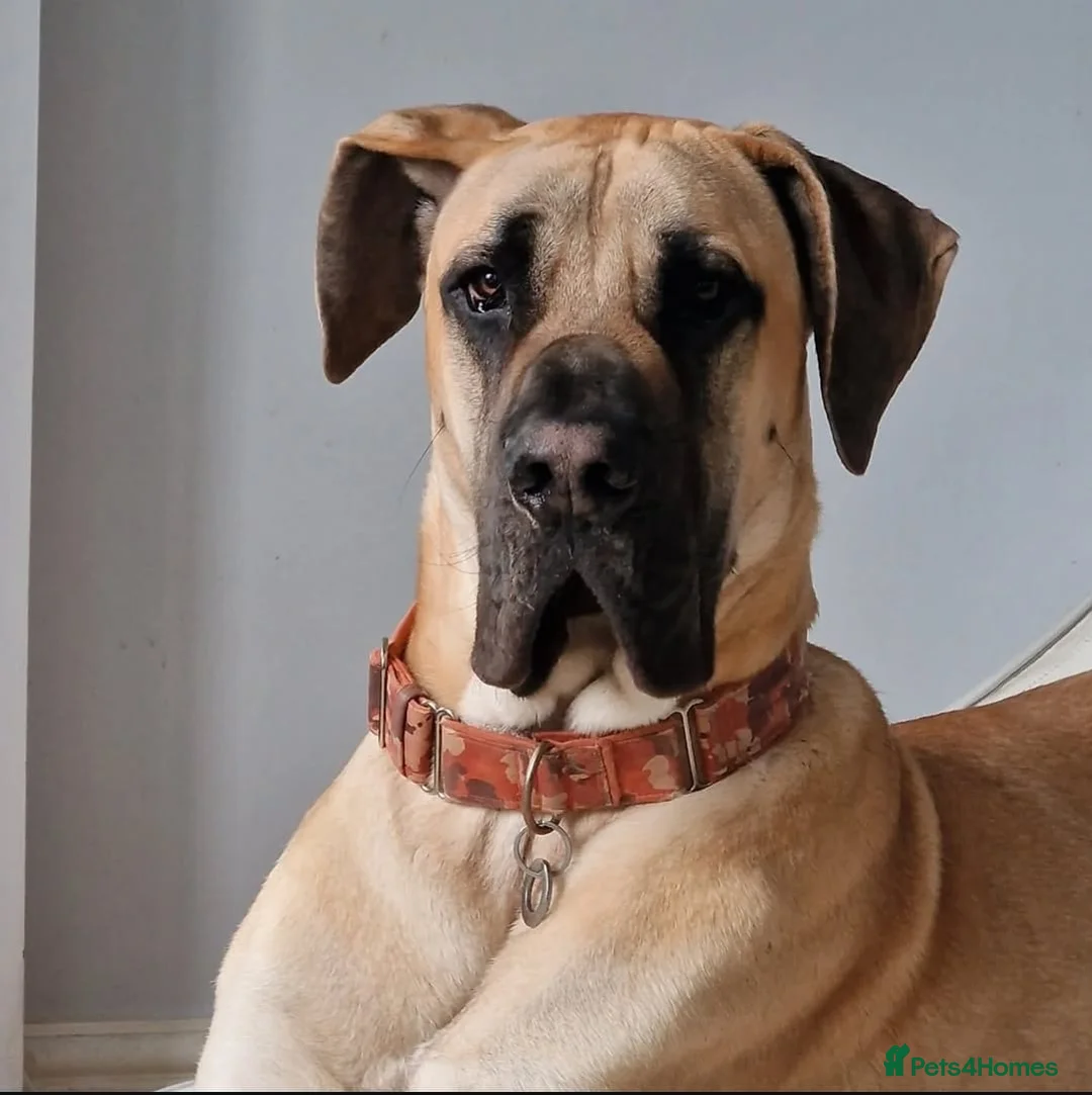 Great Dane dogs for stud: Great Dane to stud - Advert 1