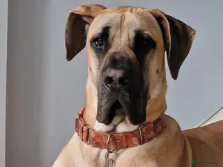 Great Dane dogs Great Dane to stud - Advert 2