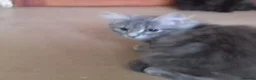 Mixed Breed cats for sale: Beautiful grey kittens - Advert 2