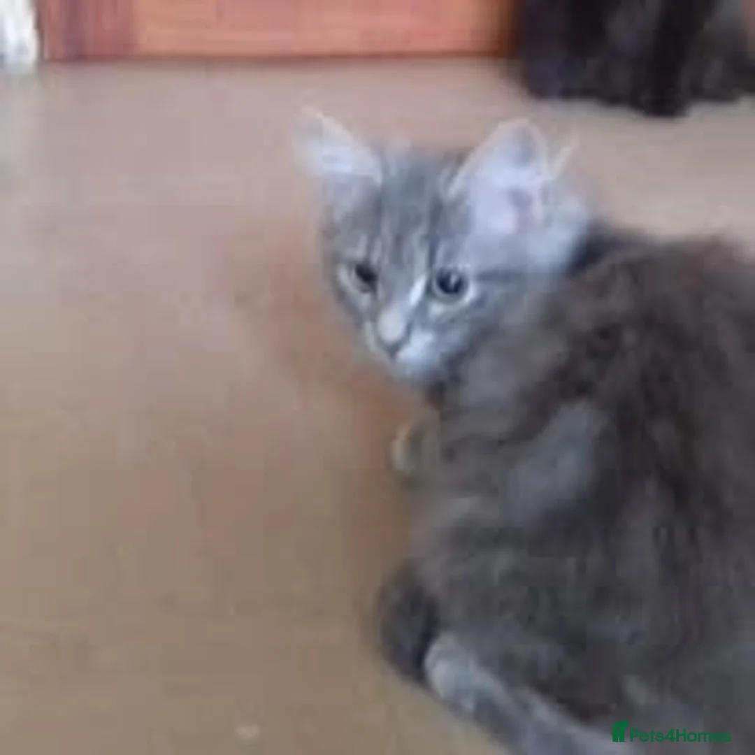 Mixed Breed cats for sale: Beautiful grey kittens - Advert 2