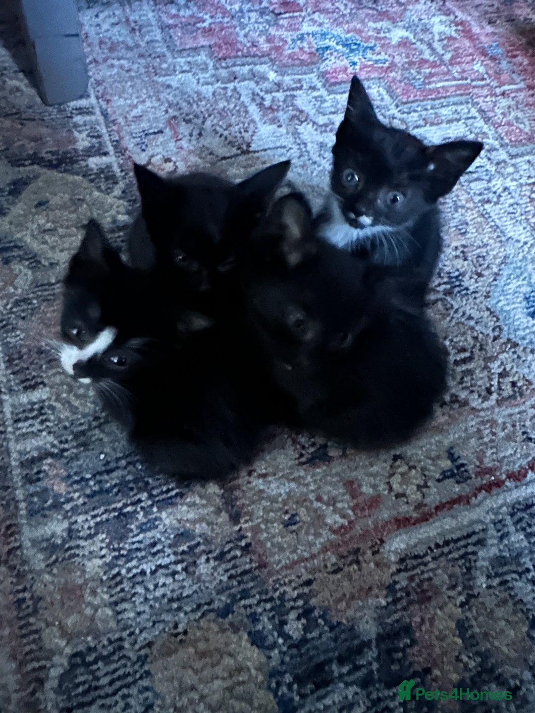 British Shorthair cats for sale: 4 beautiful kittens and mother up for adoption - Image 2