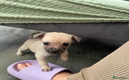 Miniature Pinscher dogs for sale: Miniature pinscher puppys - Advert 21