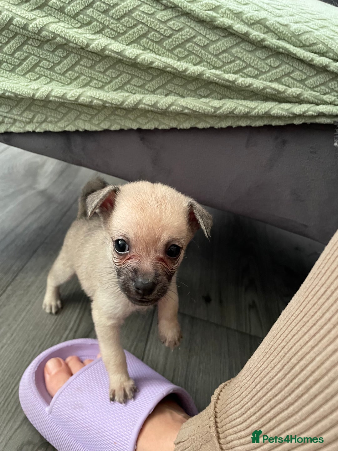 Miniature Pinscher dogs for sale: Miniature pinscher puppys - Advert 21