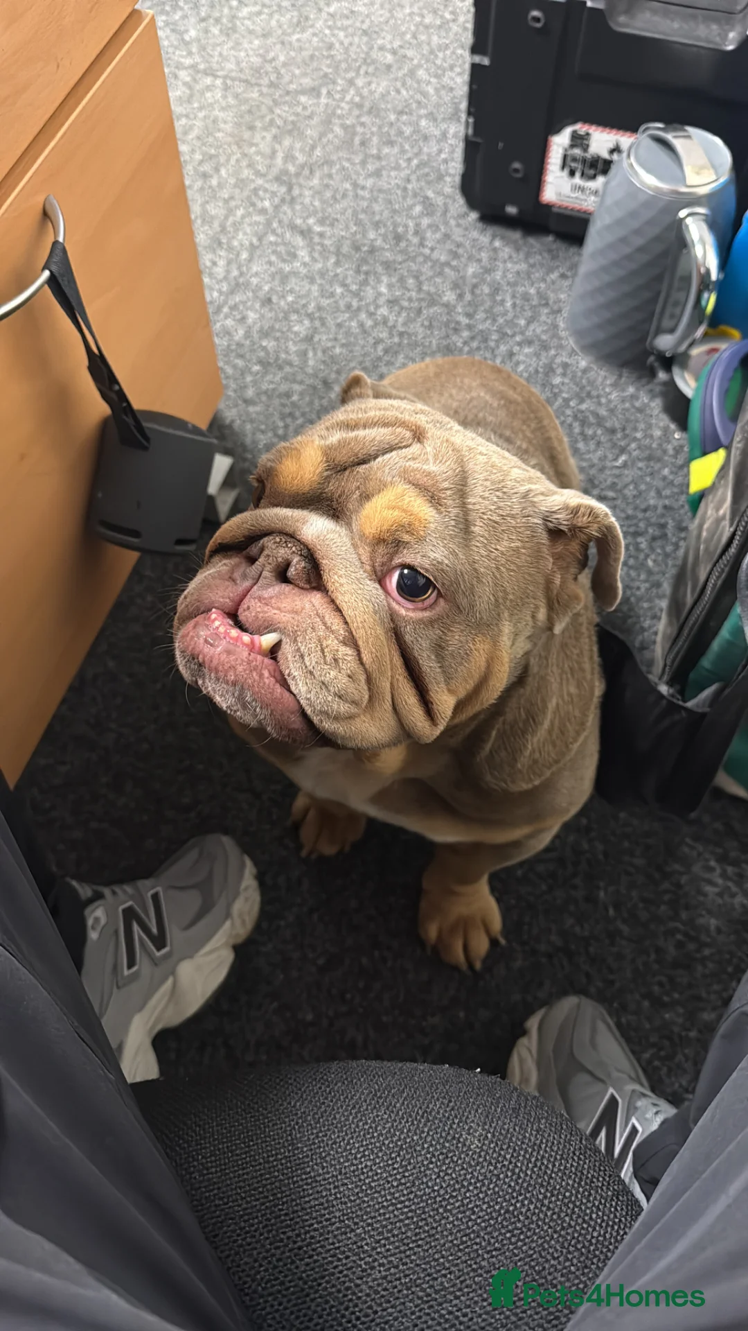 English Bulldog dogs for sale: 4 year old English bulldog - Advert 1