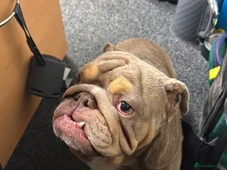 English Bulldog dogs 4 year old English bulldog - Advert 2