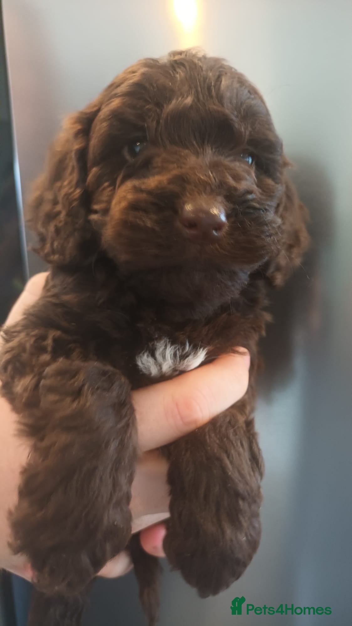 Sproodle dogs STUNNING SHOW SPRINGAPOO PUPPIES FOR SALE  - Advert 6