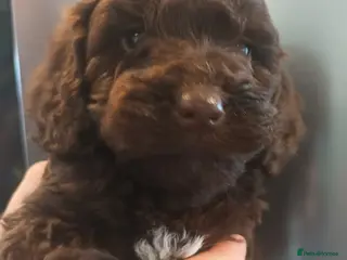 Sproodle dogs STUNNING SHOW SPRINGAPOO PUPPIES FOR SALE - Advert 6