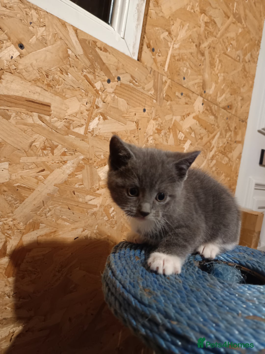 Mixed Breed cats for sale: Cats ready to find a new owner. - Advert 12