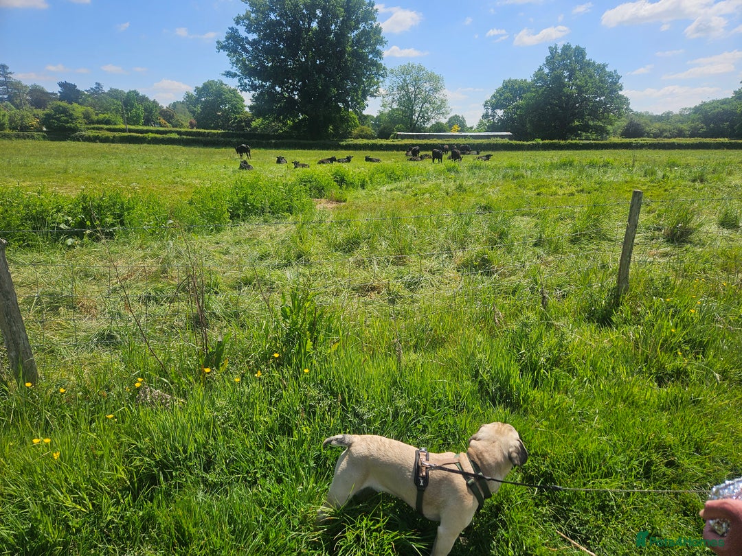 French Bulldog dogs for sale: 1 year old Frenchie cross - Max - Image 7