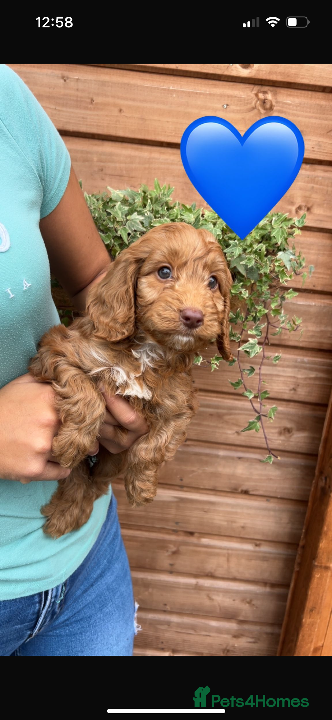 Cockapoo dogs for sale: Cockapoo puppies  - Image 11
