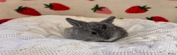 Mixed Breed rabbits for sale: Five beautiful Mini lops x English spot  - Advert 6
