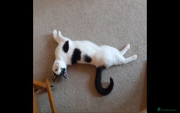 Domestic Shorthair cats for sale: Beautiful girl  - Image 10