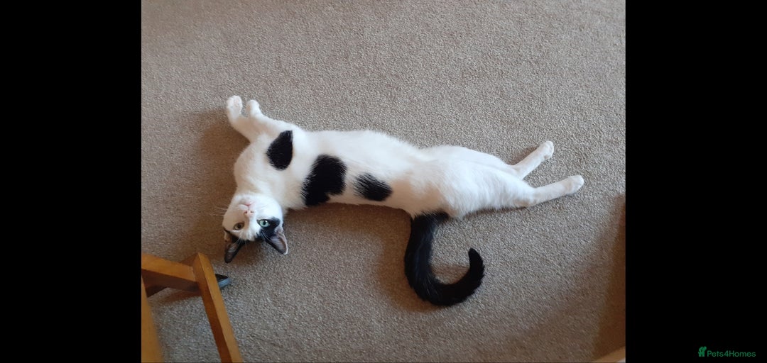 Domestic Shorthair cats for sale: Beautiful girl  - Image 10