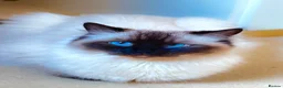 Ragdoll cats for sale: Gentle & Pure Ragdoll Looking for a Loving Family - Advert 1