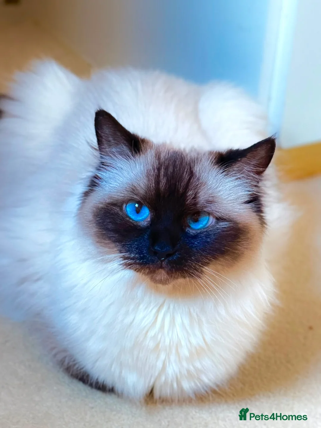 Ragdoll cats for sale: Gentle & Pure Ragdoll Looking for a Loving Family - Advert 1