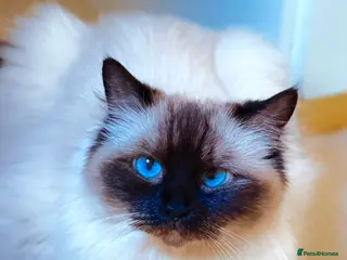 Ragdoll cats Gentle & Pure Ragdoll Looking for a Loving Family - Advert 12