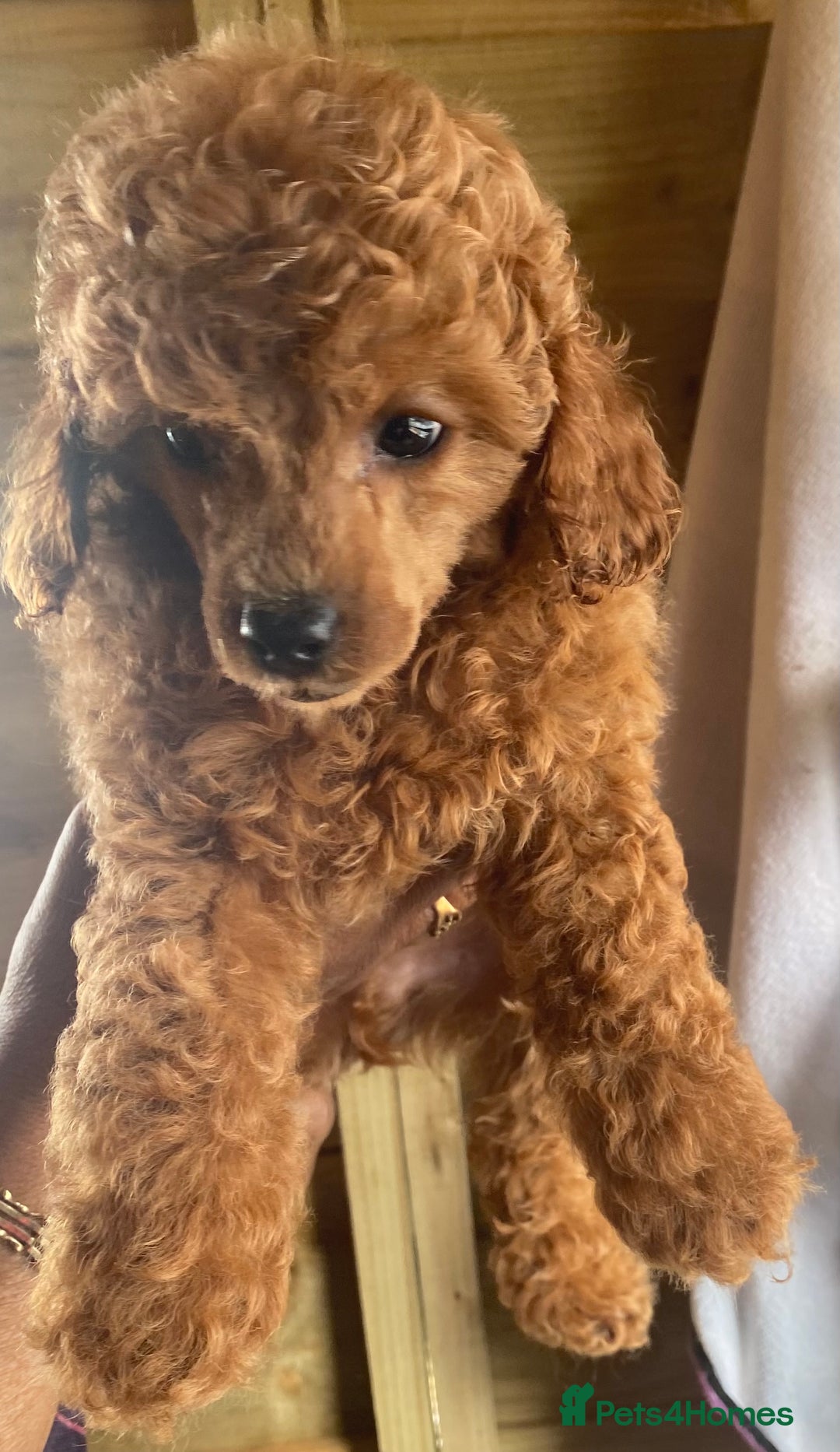 Toy Poodle dogs for sale: Kc toy poodle red boys - Image 12