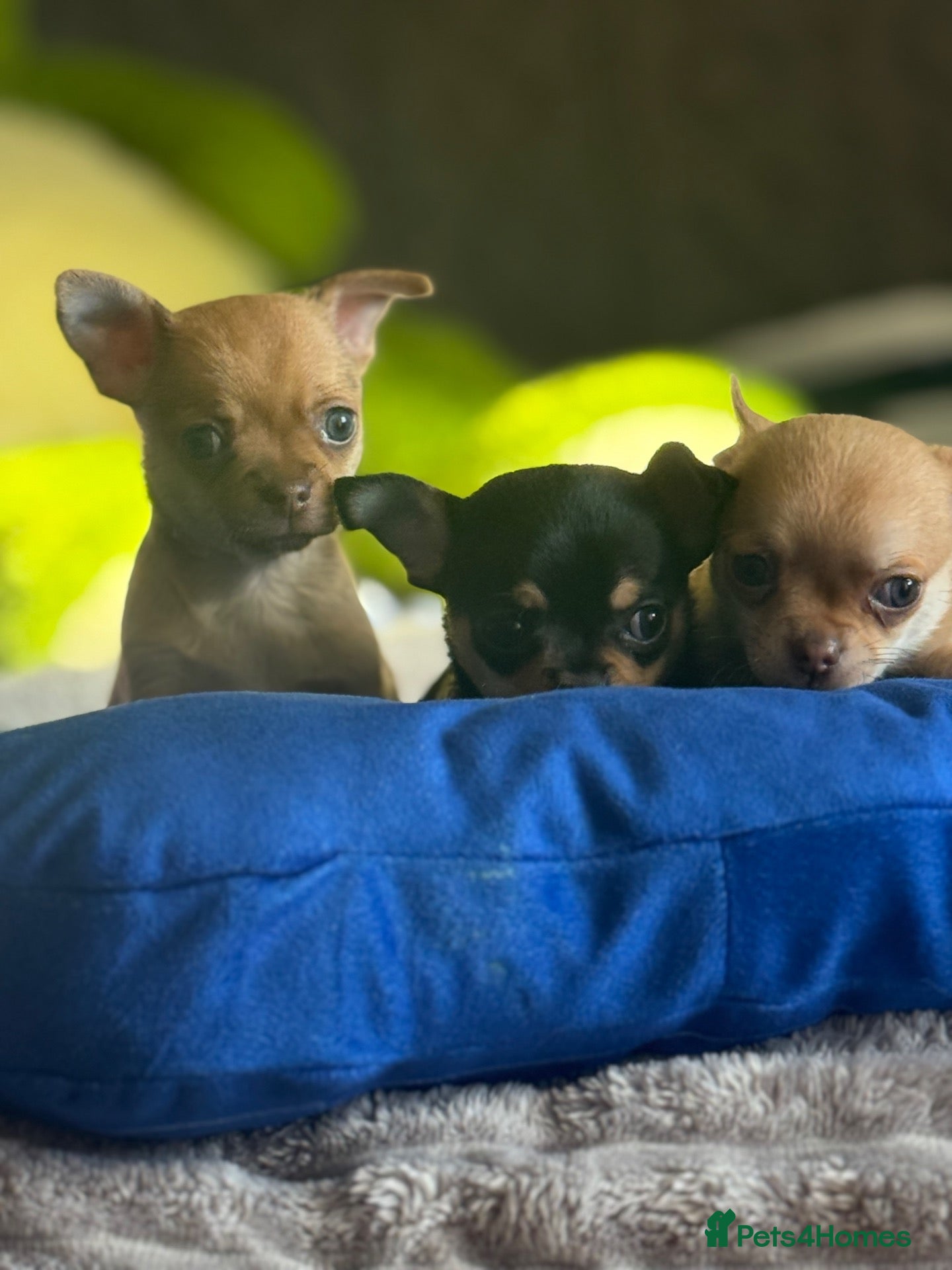 Chihuahua dogs Chihuahua puppies  - Advert 2