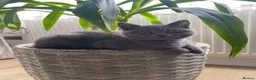British Shorthair cats for sale: GCCF British shorthair kitten available  in Liverpool - Advert 4