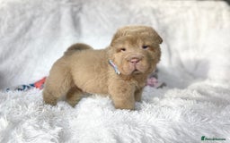 Shar Pei dogs for sale: ⭐️Quality Shar pei puppies for sale⭐️ - Image 3