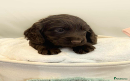 Cocker Spaniel dogs for sale: Cocker spaniel pups KC REG & COUNCIL LICENSED  - Image 2
