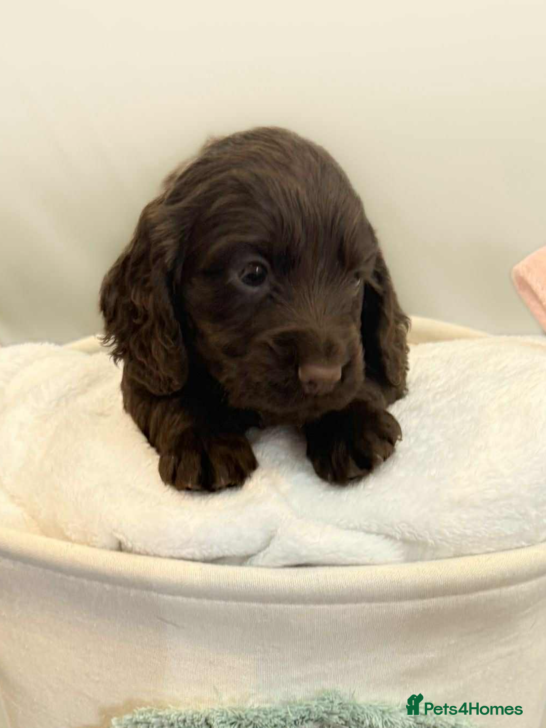 Cocker Spaniel dogs for sale: Cocker spaniel pups KC REG & COUNCIL LICENSED  - Image 2