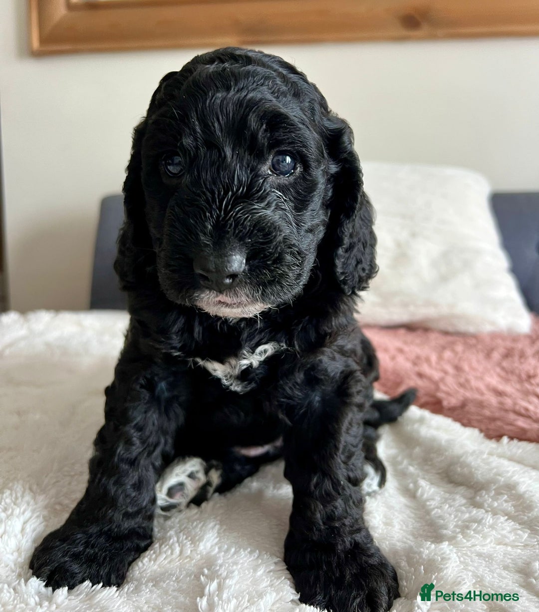 Cockapoo dogs for sale: Adorable Cockapoo puppies waiting for You!  - Image 3