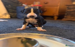 Mixed Breed dogs for sale: Lurcher cross pups - Image 7