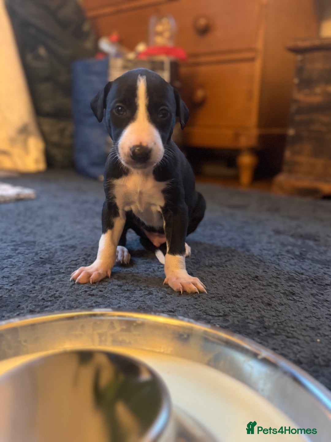Mixed Breed dogs for sale: Lurcher cross pups - Image 7