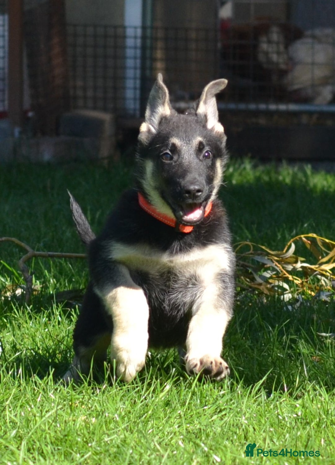 German Shepherd dogs for sale: ⚡RARE EAST EUROPEAN SHEPHERD PUPPIES AVAILABLE⚡ - Image 14