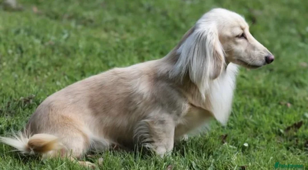 Miniature Dachshund dogs for sale: Long-Haired Miniature Cream Dachshund - Advert 7