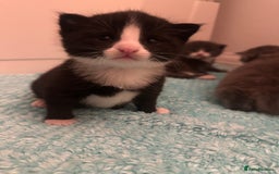 Maine Coon cats for sale: Beautiful mainecoon crosses - Advert 13