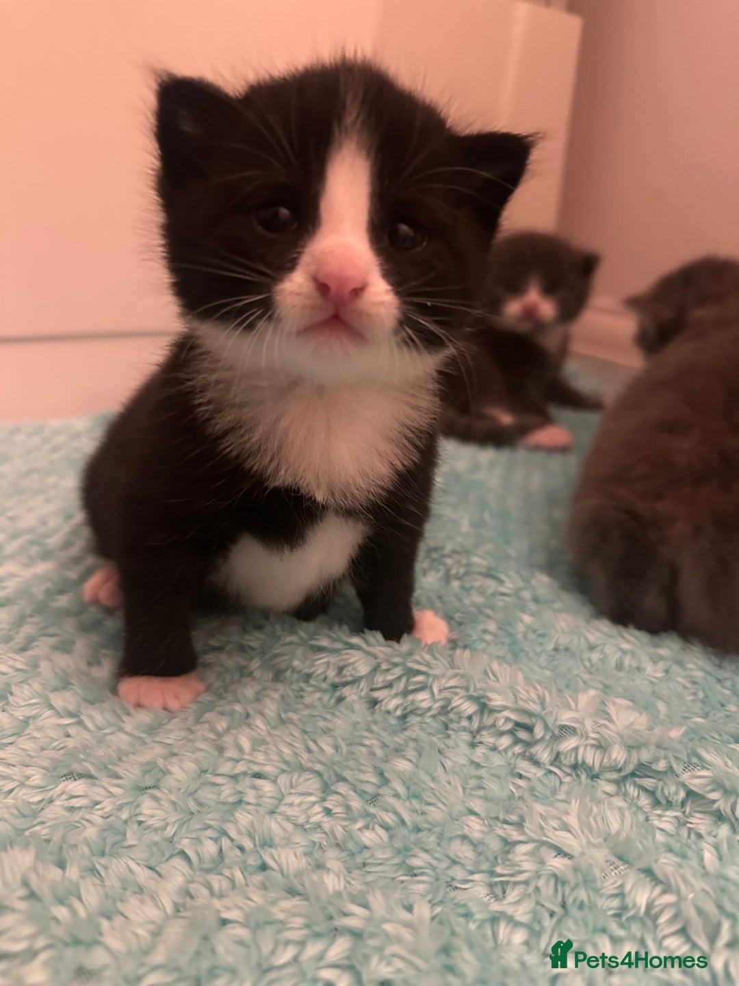 Maine Coon cats for sale: Beautiful mainecoon crosses - Advert 13