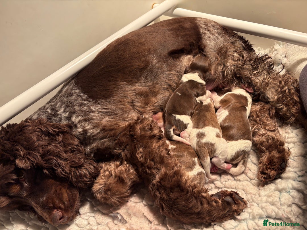 Cocker Spaniel dogs for sale: Exceptionally bred health tested KC Reg Cocker pup - Advert 6