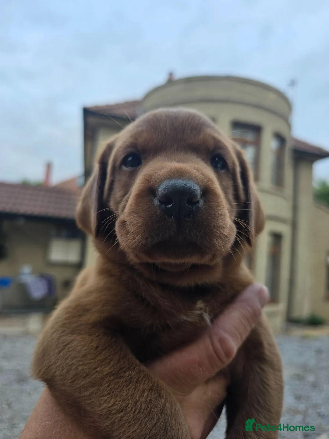 Labrador Retriever dogs for sale: Fox Red Puppies - Advert 5
