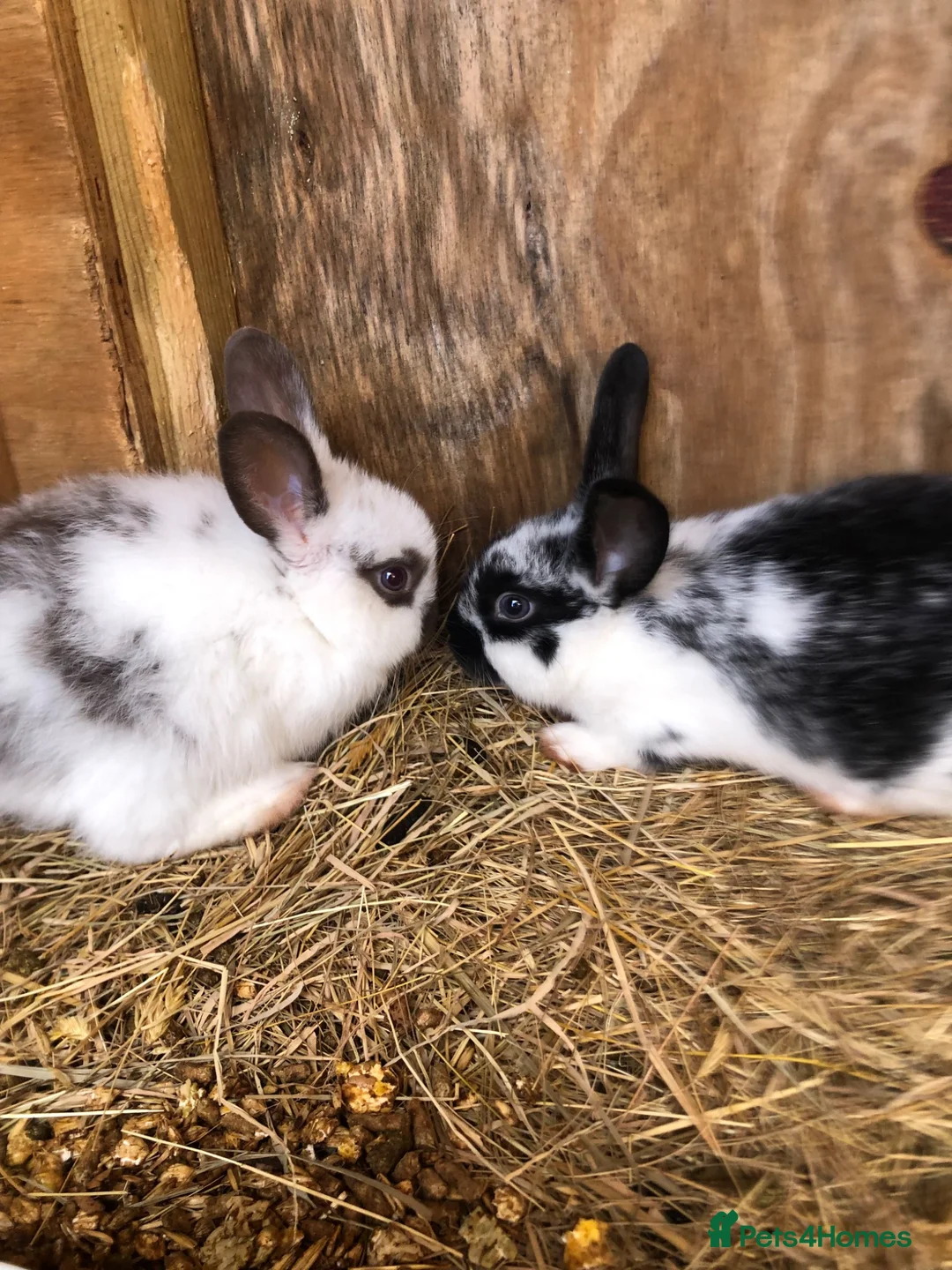 Mixed Breed rabbits for sale: Medium sized rabbitS  - Advert 2